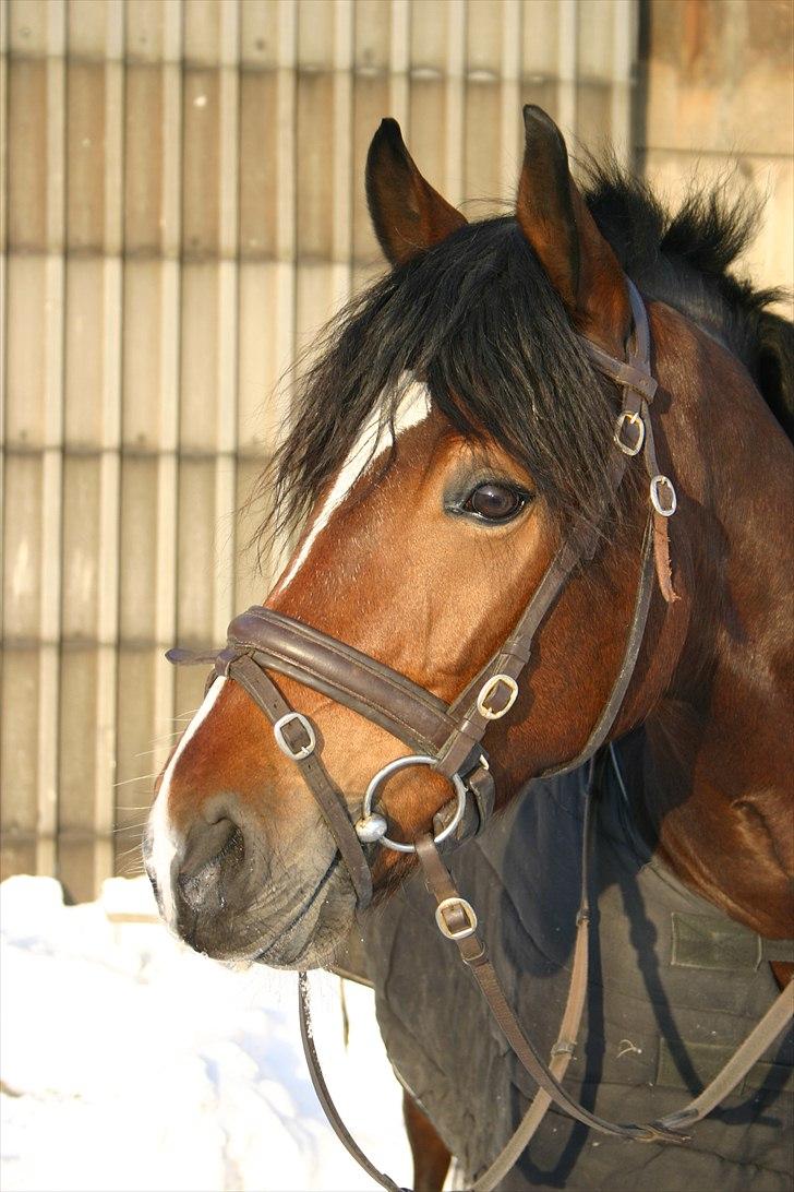 Welsh Cob (sec D) Lesto Dalton Solgt  billede 11