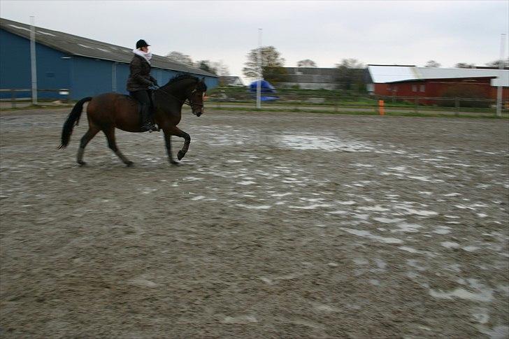 Welsh Cob (sec D) Lesto Dalton Solgt  billede 12