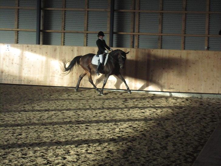 Dansk Varmblod Anja - solgt - Velkommen til anjas profil , der kommer flere billeder senere (: billede 5