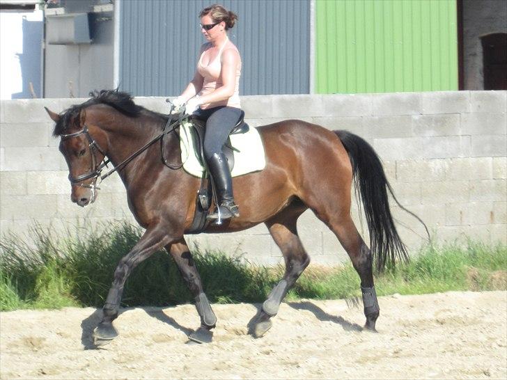 Dansk Varmblod Anja - solgt - i sommers , efter hun har stået i over et år (: billede 6