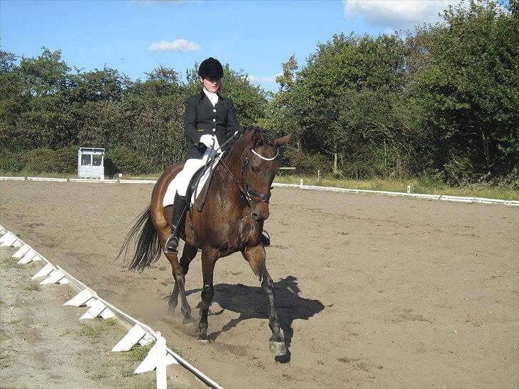 Dansk Varmblod Anja - solgt - Kragelund (: billede 8