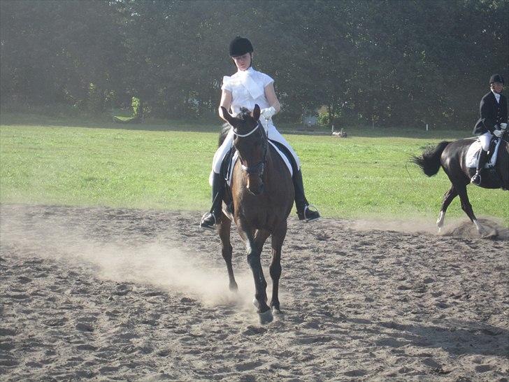 Dansk Varmblod Anja - solgt - Kragelund (: billede 9