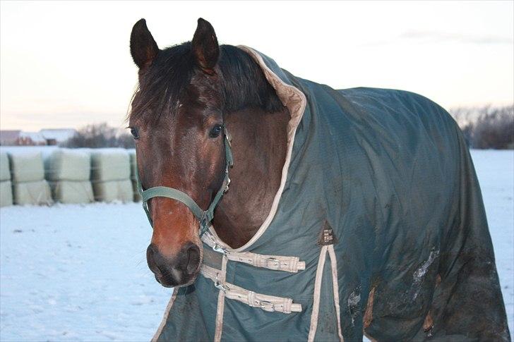 Anden særlig race Gardue (Gustav) R.I.P elsket og savnet! billede 18