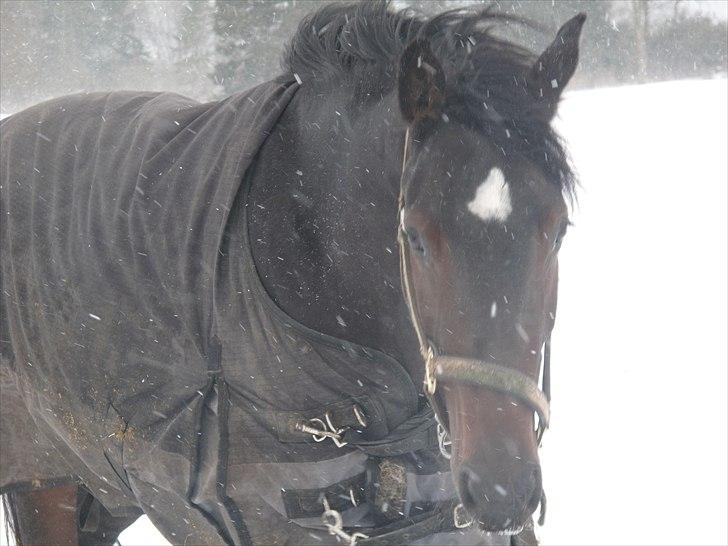 Dansk Varmblod remember me by friis billede 1