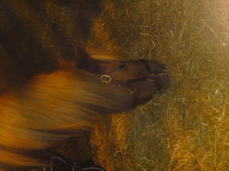 Anden særlig race Magic Mio! Altid gemt i hjertet. <3 - M+L=Forever<3 *Foto: Mig* billede 3