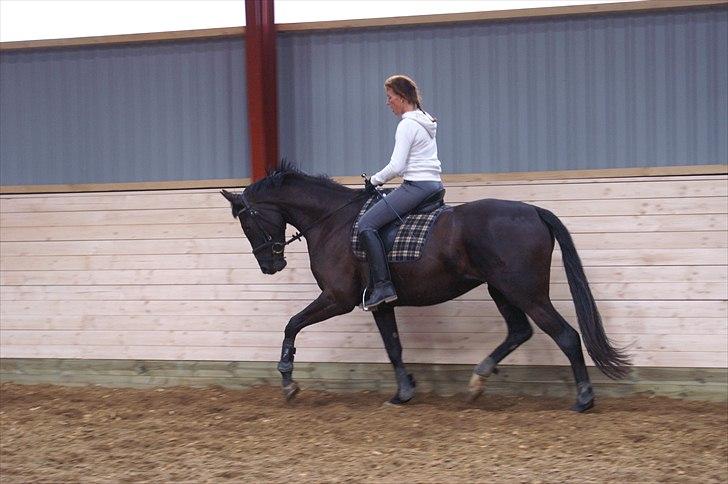 Dansk Varmblod Uniq Vitz *solgt* billede 1