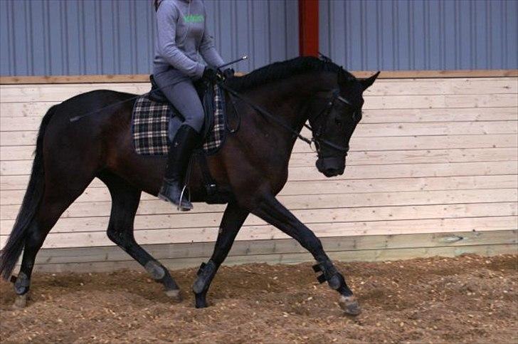 Dansk Varmblod Uniq Vitz *solgt* billede 2