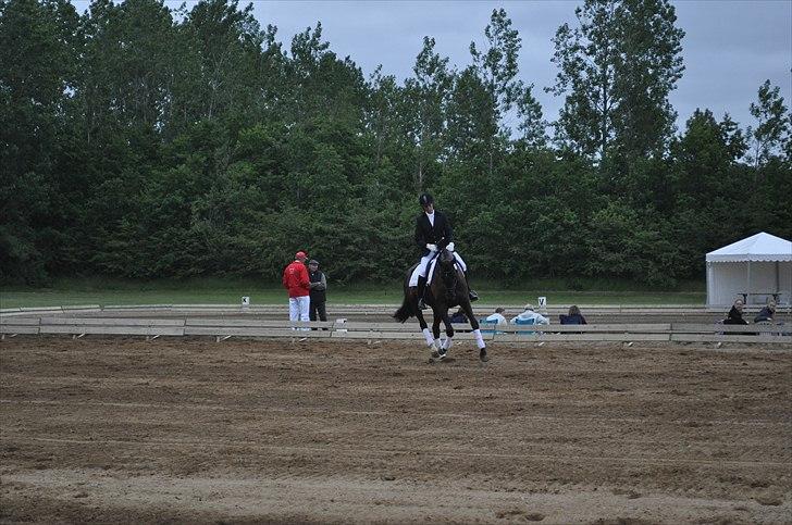 Dansk Varmblod Uniq Vitz *solgt* billede 4