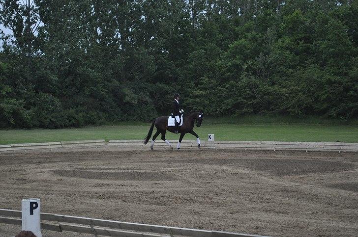 Dansk Varmblod Uniq Vitz *solgt* billede 5