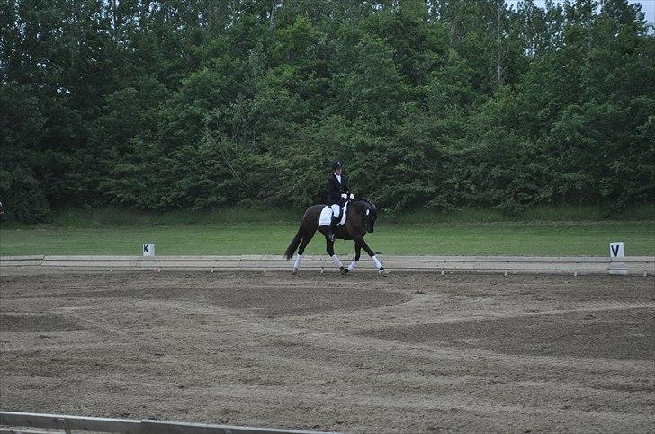 Dansk Varmblod Uniq Vitz *solgt* billede 6