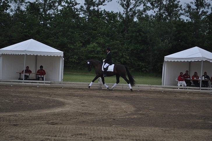 Dansk Varmblod Uniq Vitz *solgt* billede 7