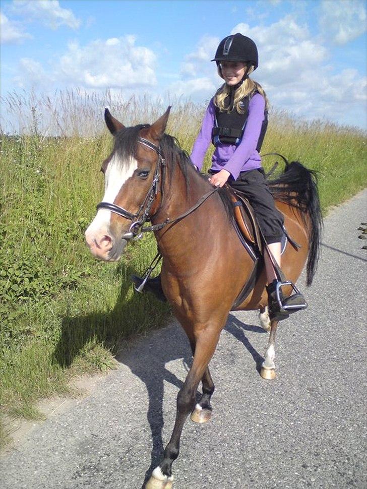 Welsh Pony (sec B) Mille - 3-4 år gammelt billede, rider tur på vores vej. billede 6