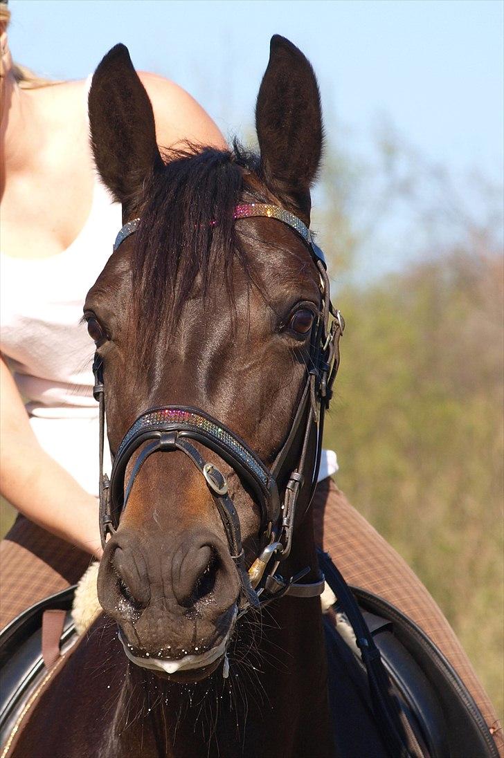 Oldenborg Halkjærs Penelope - Snukke Penelope ! billede 1