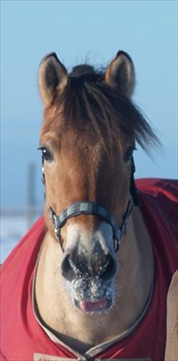 Anden særlig race HEDELYS VICTOR - Lillemand rækker tunge:P Foto: Caroline billede 13