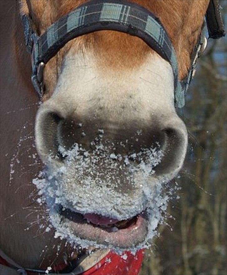 Anden særlig race HEDELYS VICTOR - Mule:D Foto: Caroline billede 14