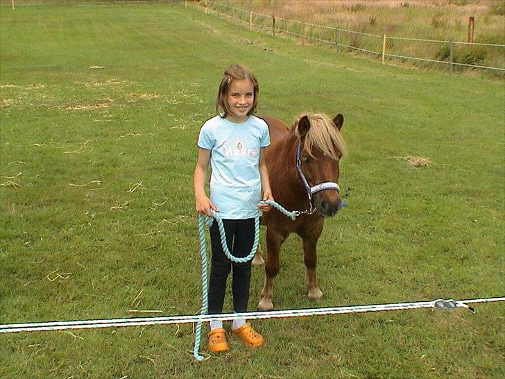 Shetlænder Sigurd - da vi lige havde fået ham :-D billede 11