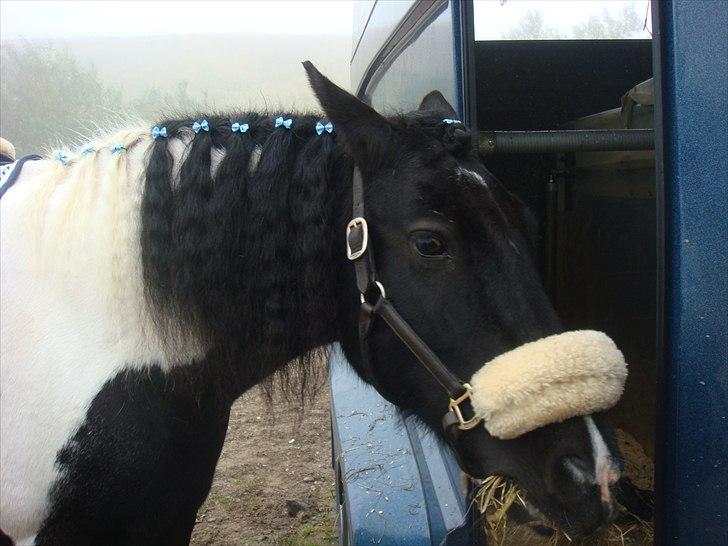 Tinker mollie billede 12