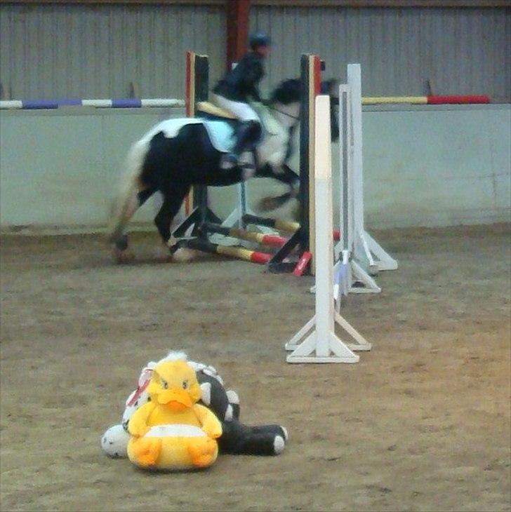 Tinker mollie billede 14