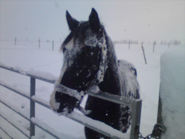 Anden særlig race Tayfun - "SE MOAR! - Jeg er en snehest!" Ha ha  billede 13