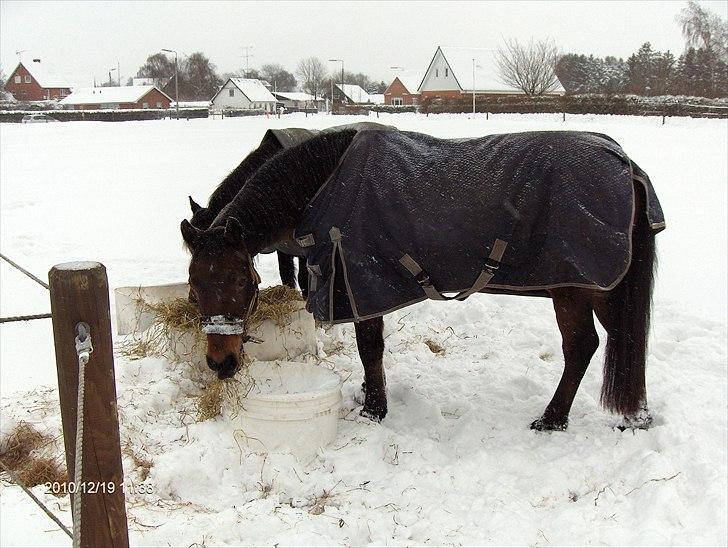 Connemara Orlando (Atreju) R.i.p:( billede 14