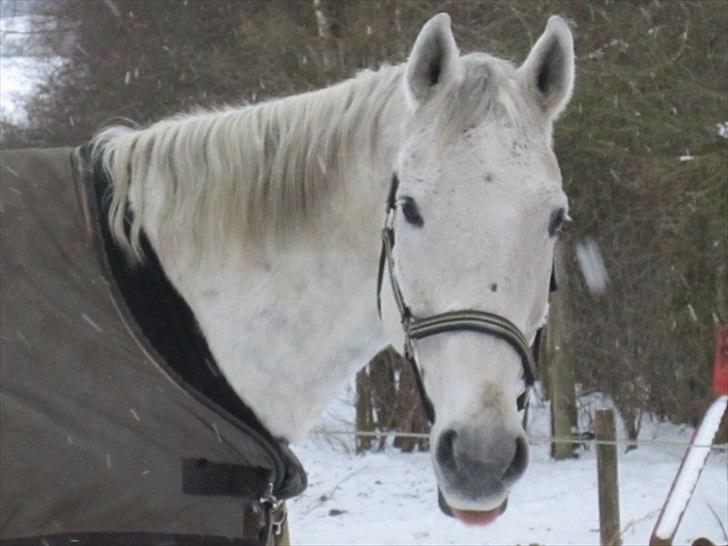 Holstener Cypresgårdens Marquis billede 5