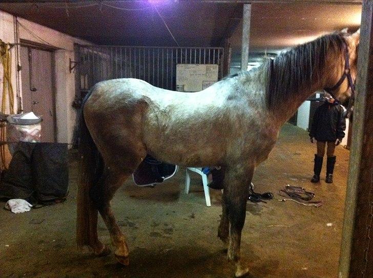 Arabisk fuldblod (OX) Jete's Estopa of TAS - Jeg er ikke stolt over at vise det, men sådan så han ud da jeg modtog ham billede 5