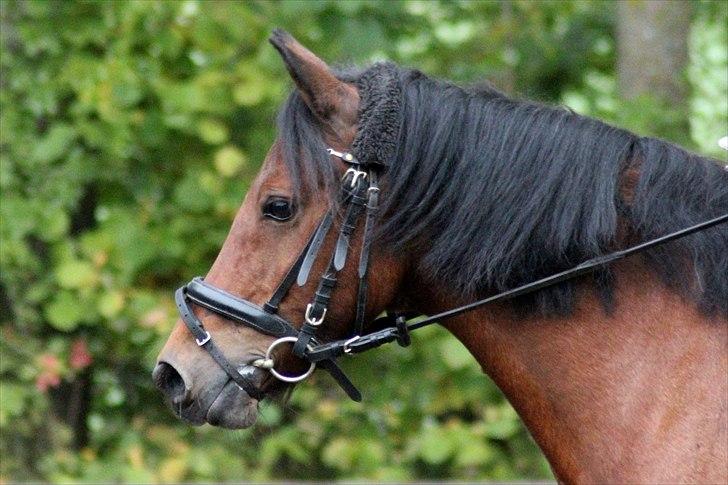 Anden særlig race Cassiopeia DEN SAVNEDE!<3 - Foto: Sabrina Lønfeldt<3 billede 5