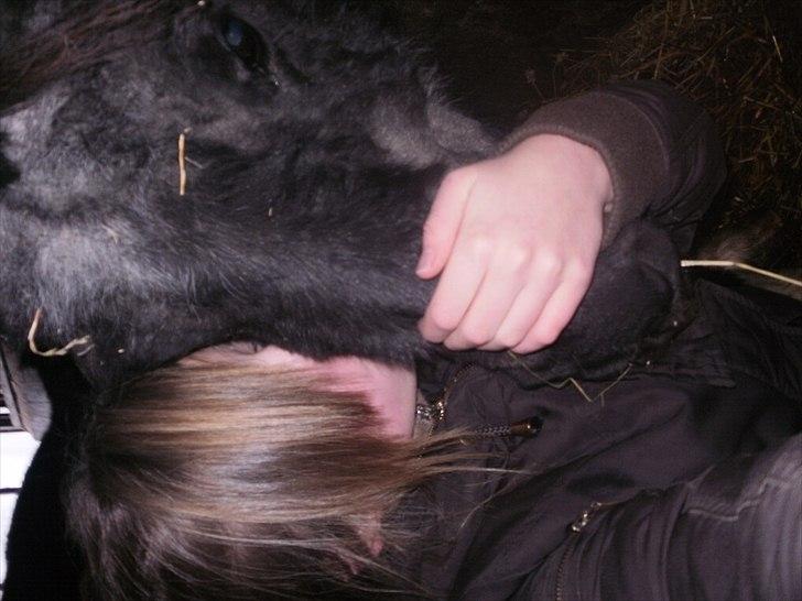 Shetlænder Diana billede 13