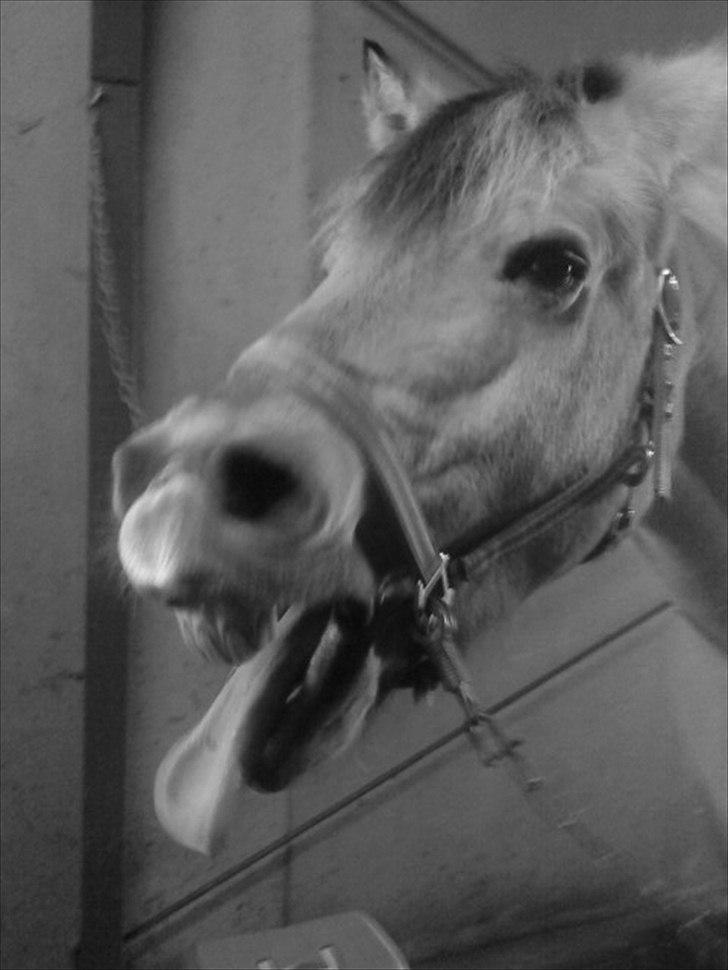 Fjordhest Lion! <3 :* - "Prøv lige at se jeg har en meget lang tunge"<33 billede 6