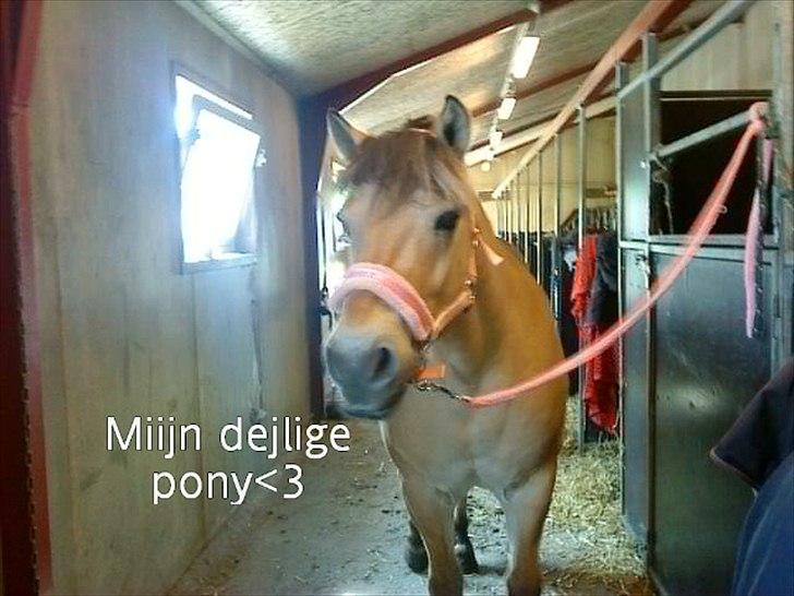 Fjordhest Lion! <3 :* - Min dejlige pony <333 billede 7
