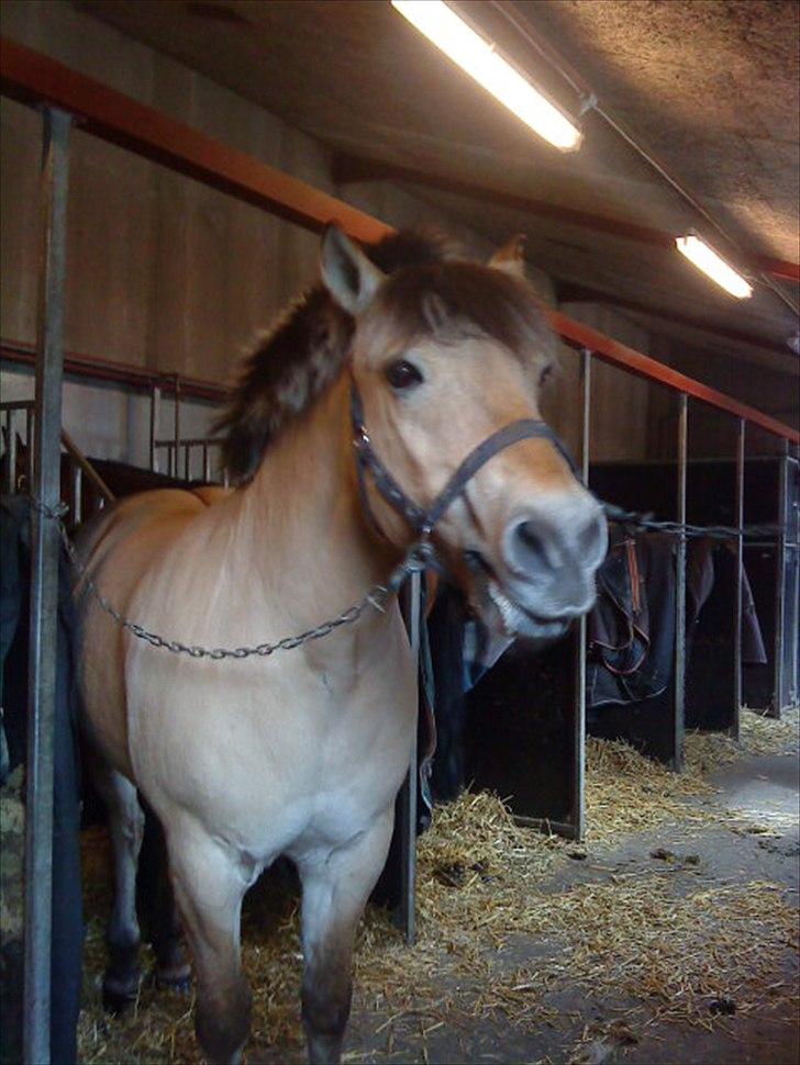 Fjordhest Lion! <3 :* - Uhh det klør på numsen <3<3<3 billede 10