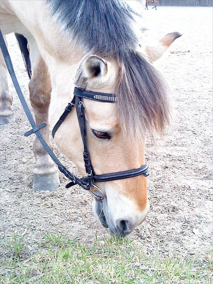 Fjordhest Lion! <3 :* - Nu har jeg redet meget hårdt så nu går jeg altså over til græsset og spiser lidt af det<3<3 billede 11