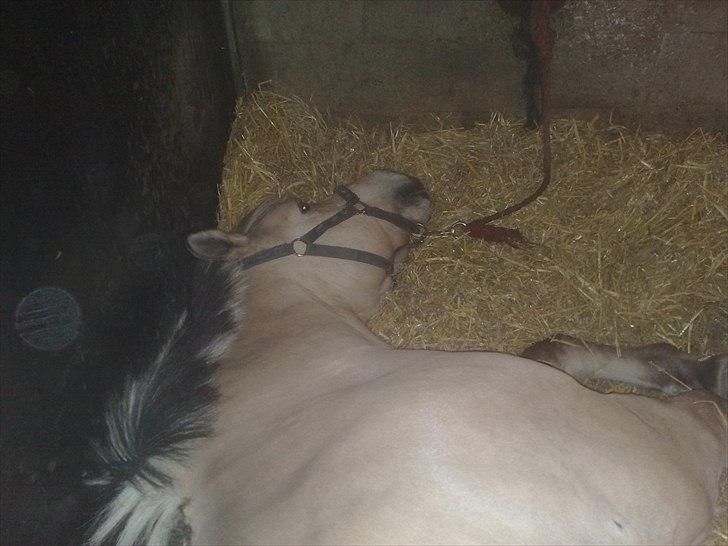 Fjordhest Lion! <3 :* - Jeg sover lad mig være!<33333333333 billede 12