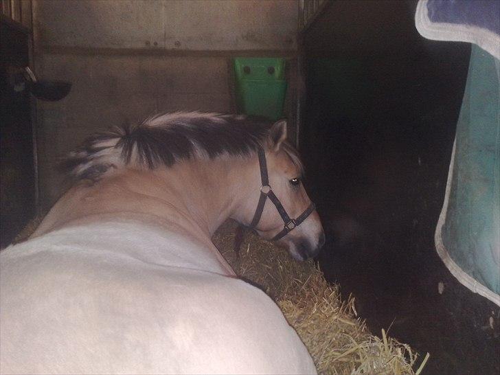 Fjordhest Lion! <3 :* - Nårrr du ville bare tage billeder af mig!<´33 billede 13