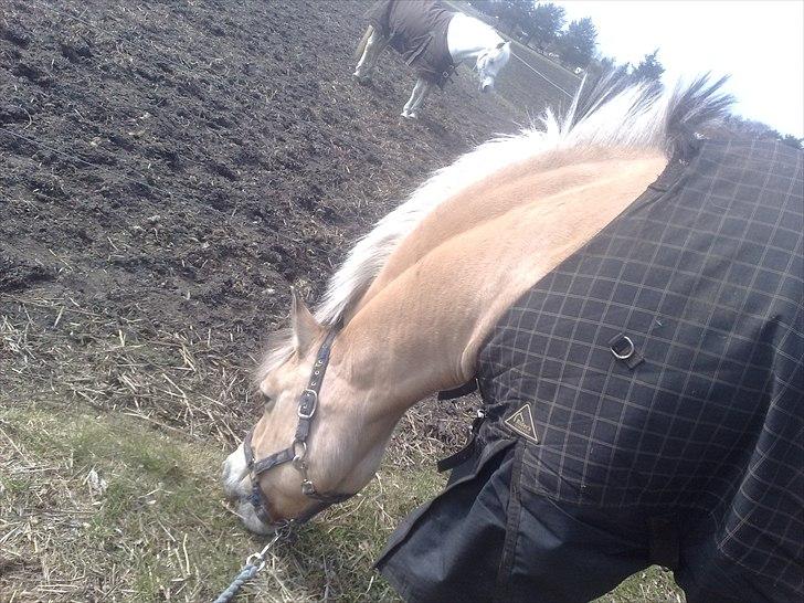 Fjordhest Lion! <3 :* - Har lige hentet ham på folden!!<3 billede 14