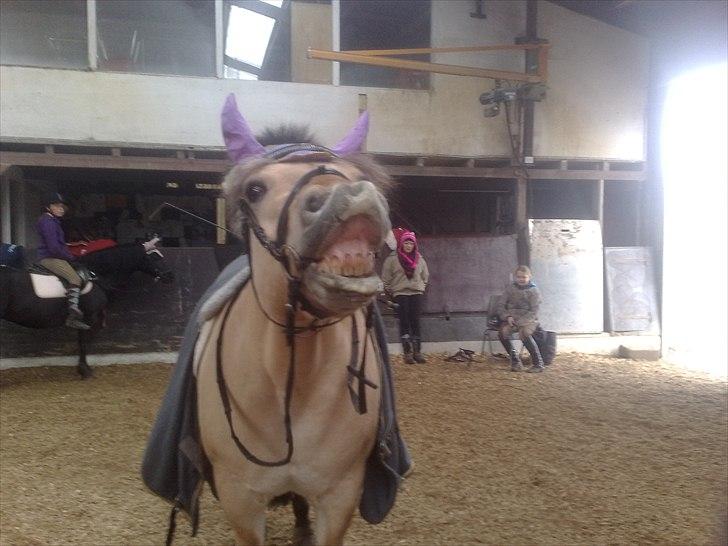 Fjordhest Lion! <3 :* - Har jeg ikke bare fine tænder?<3333333333333333 billede 15