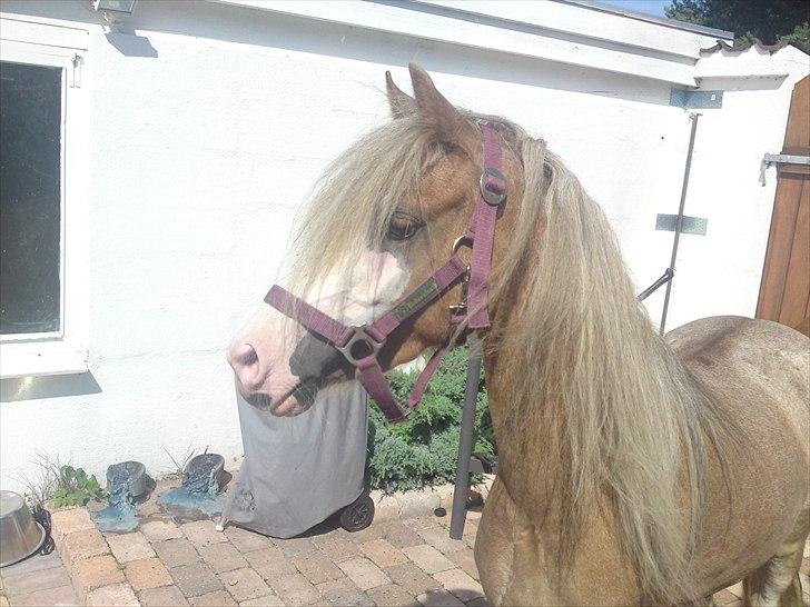 Welsh Partbred (Sec F) Finessa - finessa ved tarassen med sin sol brændte næse billede 7