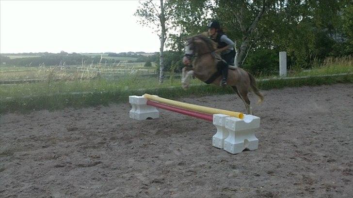 Welsh Partbred (Sec F) Finessa - finessa springer højt over springet billede 8