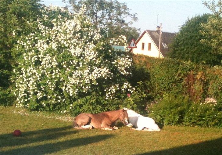 Welsh Partbred (Sec F) Finessa - zzz... finessa sover i haven billede 9