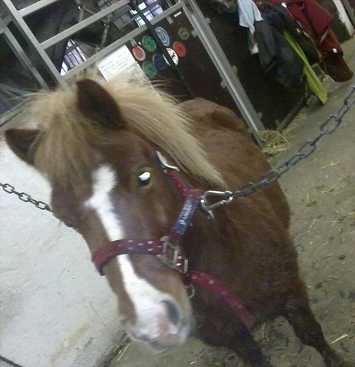 Shetlænder Cornelius. *Søsters* billede 1