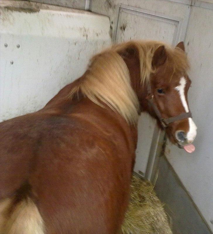 Shetlænder Cornelius. *Søsters* billede 2