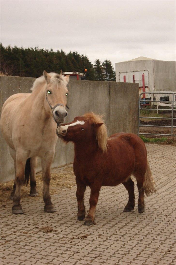 Shetlænder Cornelius. *Søsters* billede 3