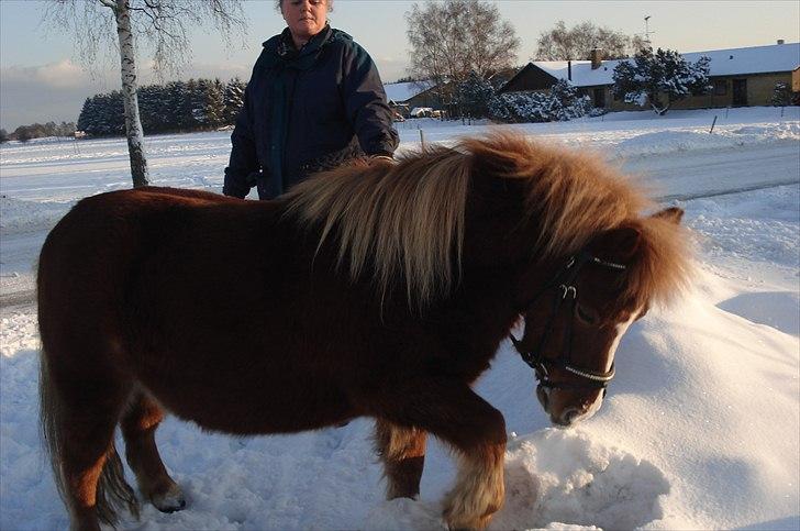 Shetlænder Cornelius. *Søsters* billede 4