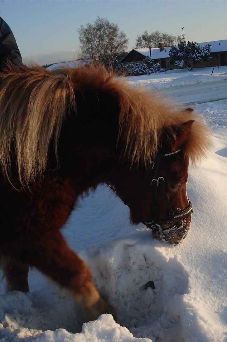 Shetlænder Cornelius. *Søsters* billede 5