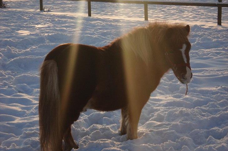 Shetlænder Cornelius. *Søsters* billede 6