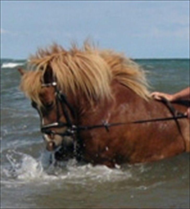 Shetlænder Cornelius. *Søsters* billede 7