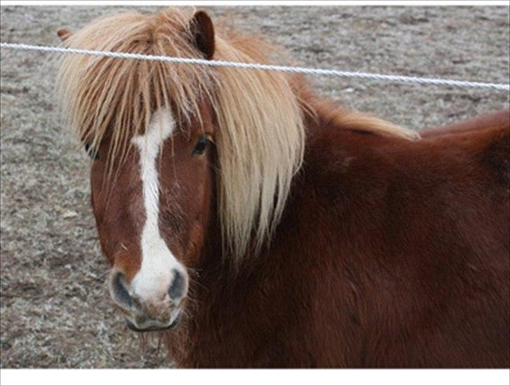 Shetlænder Cornelius. *Søsters* billede 8