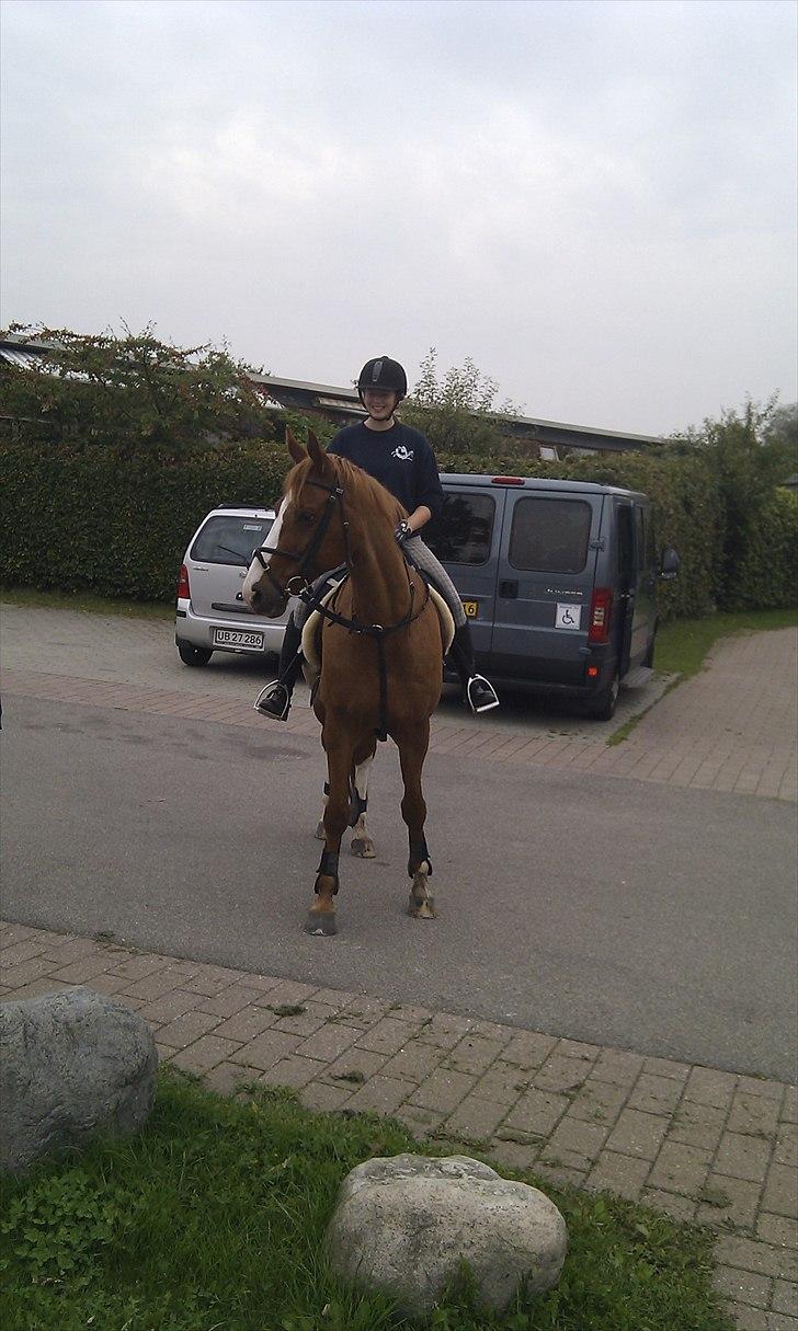 Dansk Varmblod Feldbæks Chicco  billede 18