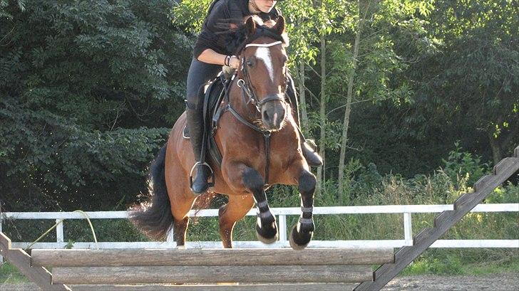 Welsh Pony af Cob-type (sec C) Horsvang'S Matador  billede 10