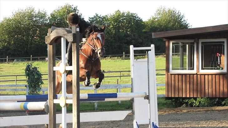 Welsh Pony af Cob-type (sec C) Horsvang'S Matador  billede 11